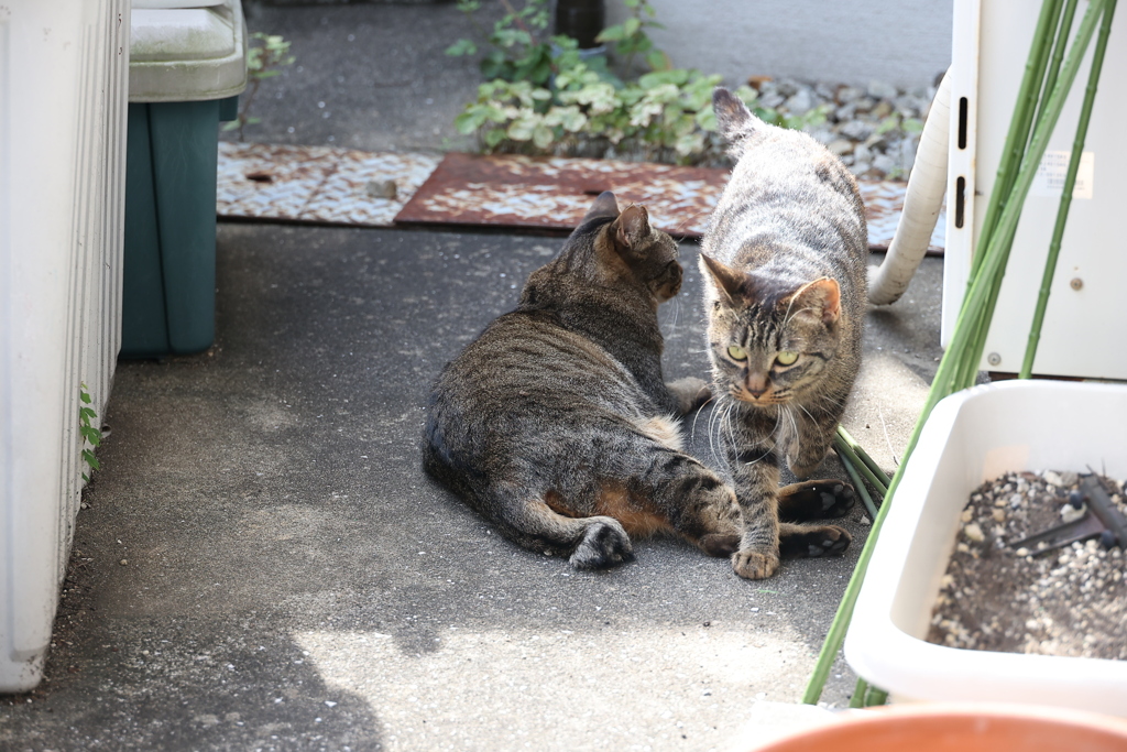 昼のサバトラ♪