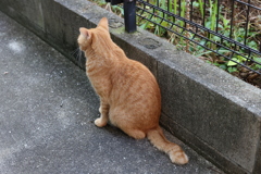今朝の「中茶トラ」（続編）♪