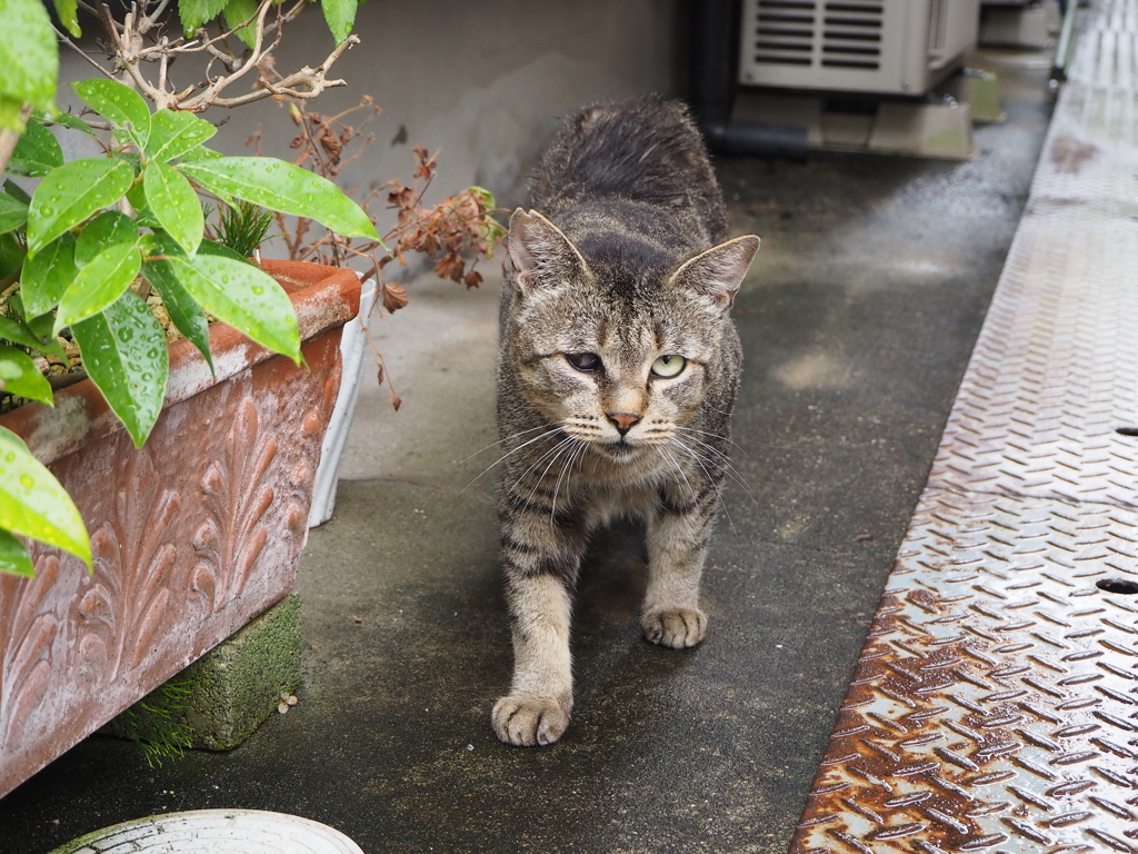 向かって来た♪