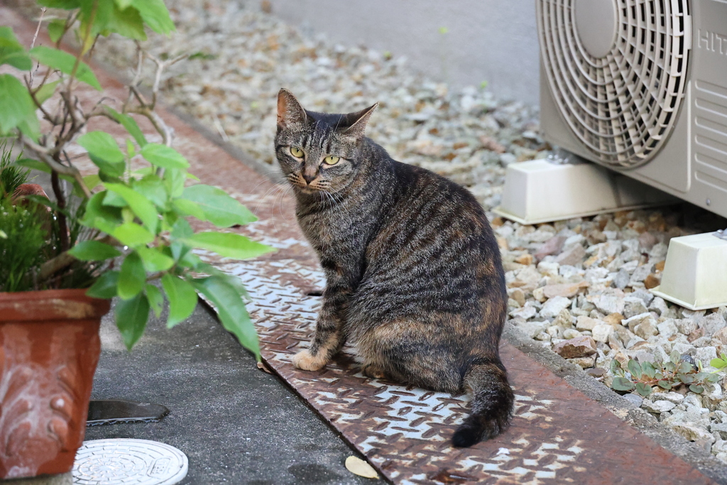 クリーム足の子♪