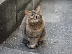 「出待ち」♪