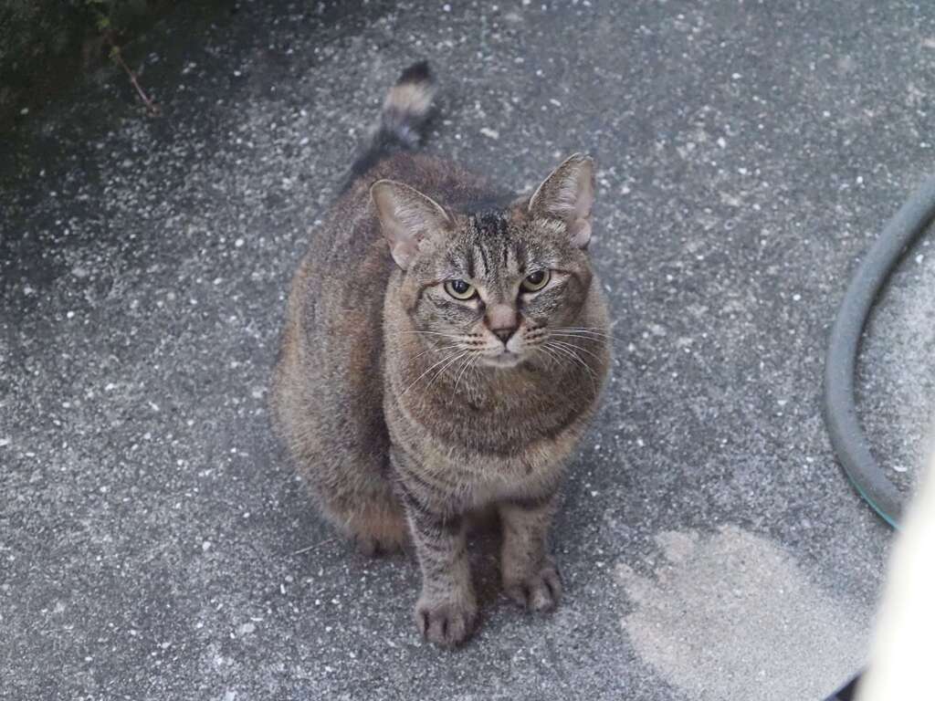 「尻尾を上げて、やって来た」♪