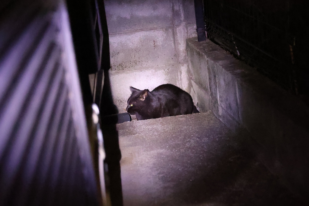 来たな（十三夜）♪