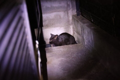 来たな（十三夜）♪