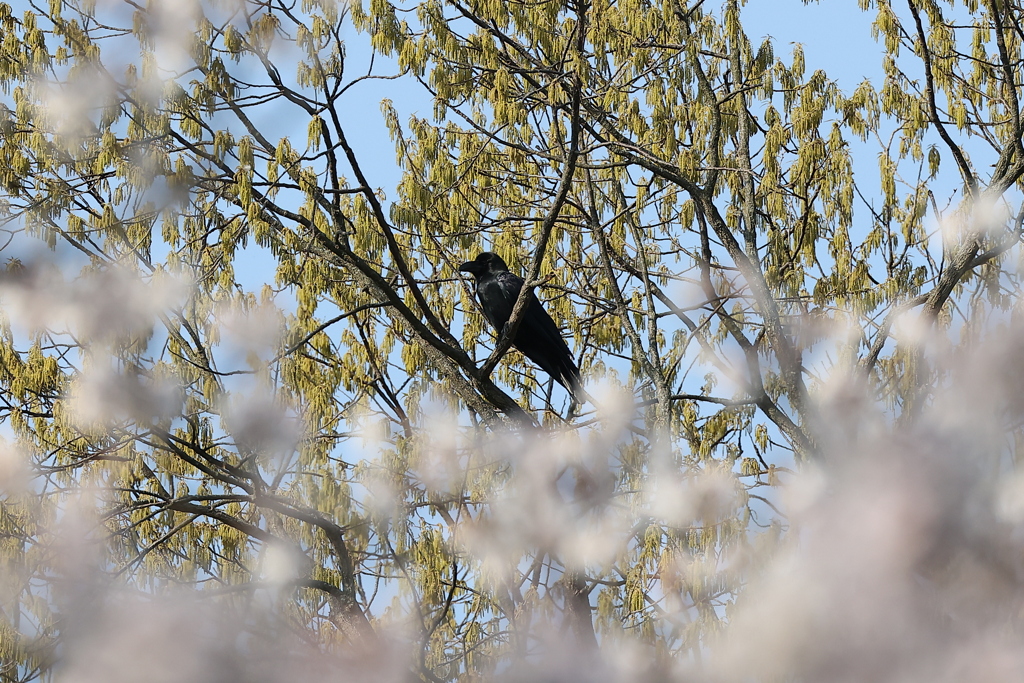 カラスも花見？