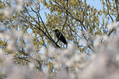 カラスも花見？