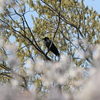 カラスも花見？