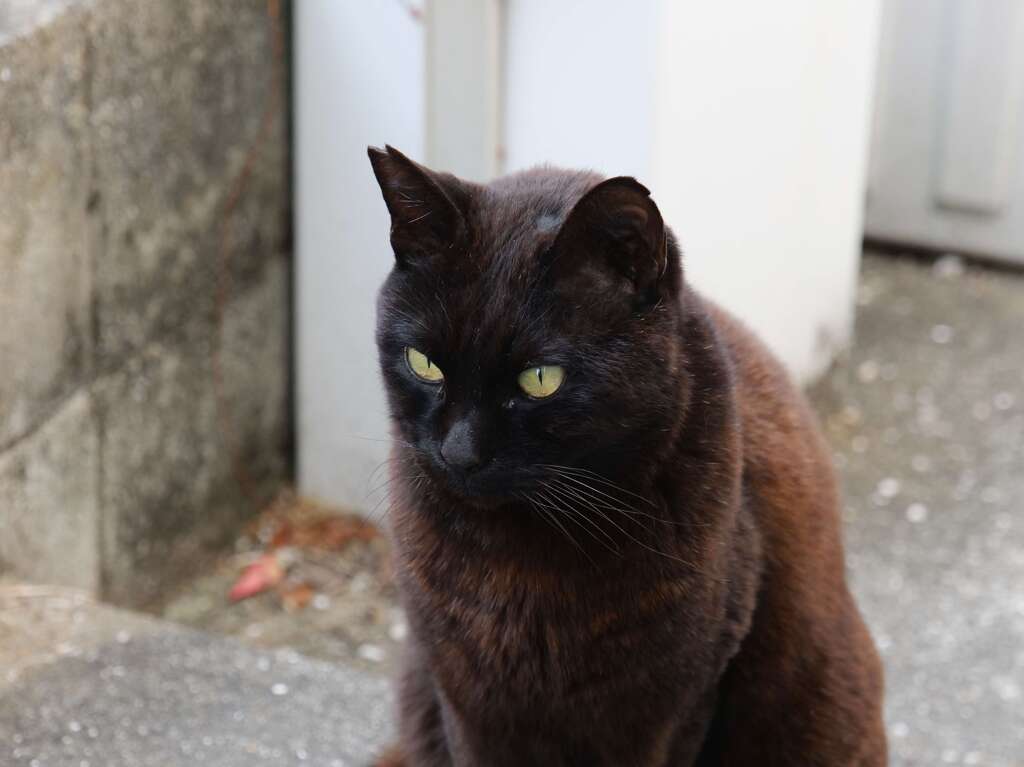 目立たない♪