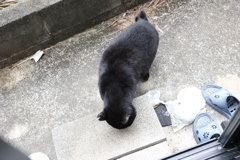 クロネコ追憶♪