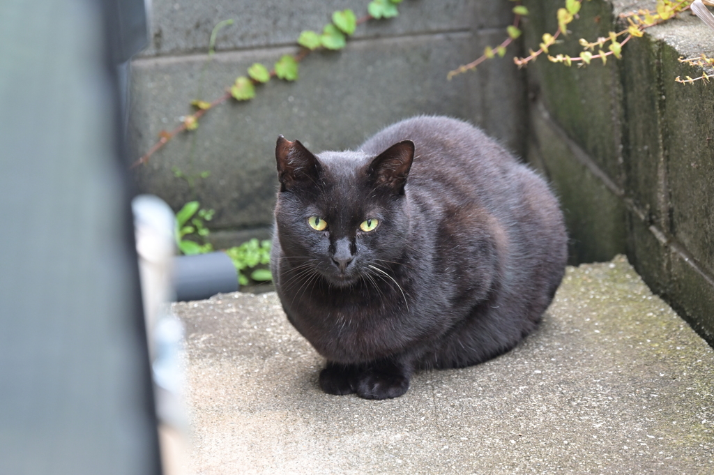 今日も来ています