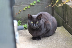 今日も来ています