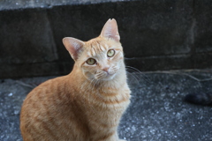 「中茶トラ」（アップ）♪