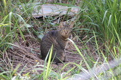 草むらのネコ♪