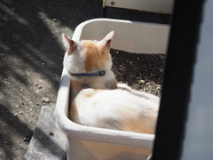 「迷い猫Ⅲ」♪