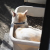 「迷い猫Ⅲ」♪