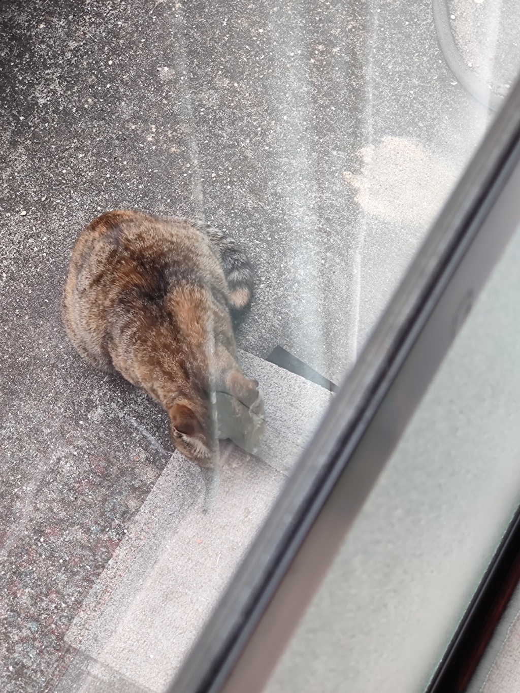 「野良猫」の姿（続編）♪