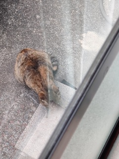 「野良猫」の姿（続編）♪
