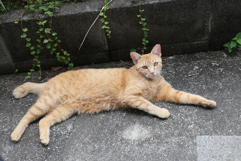 リラックス（美ネコ）♪