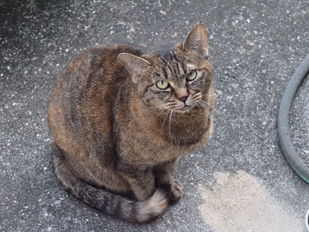 「どら美」参上♪♪