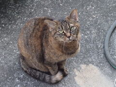 「どら美」参上♪♪