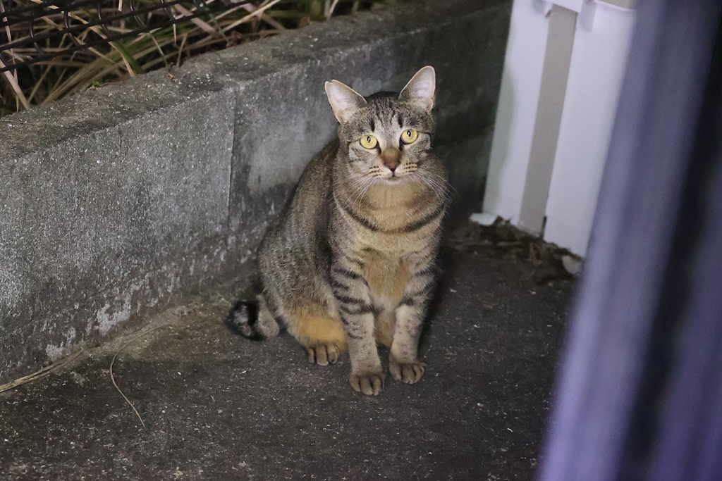 「別サバトラ」♪