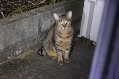 「別サバトラ」♪