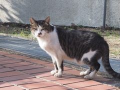 「公園の白サバ」♪