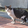 「公園の白サバ」♪