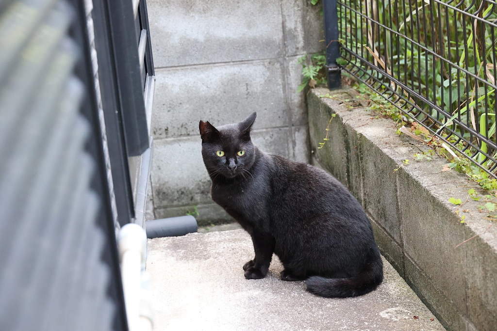 いつもの「クロネコ」♪