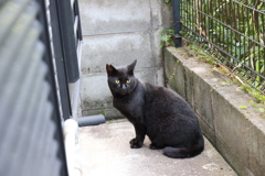 いつもの「クロネコ」♪