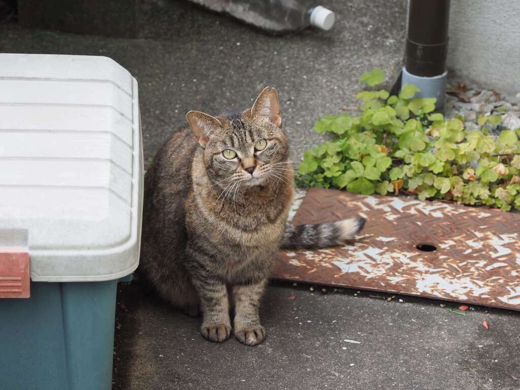 「ねこが来る日は、暖かい」（続編）♪