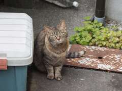 「ねこが来る日は、暖かい」（続編）♪