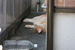 猛暑（昼下がり）♪