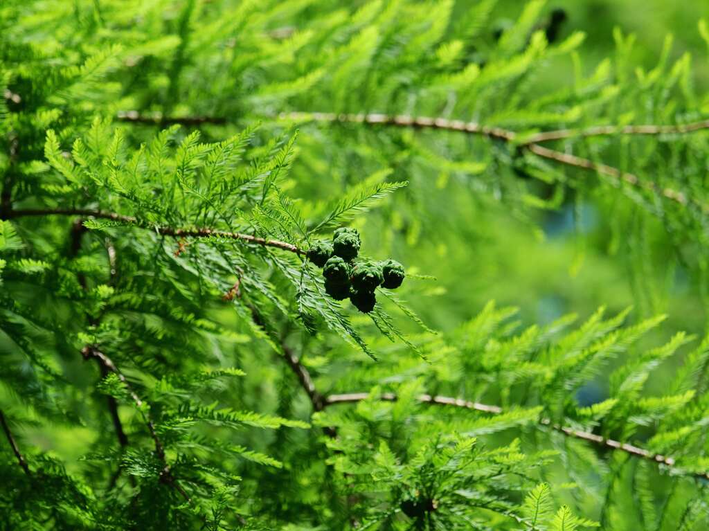 Green　Ball　♪