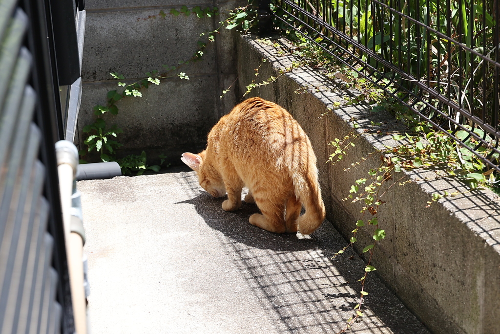 何か、いるかい♪