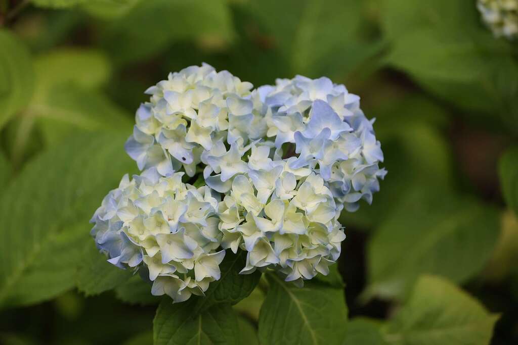 小さな和菓子♪