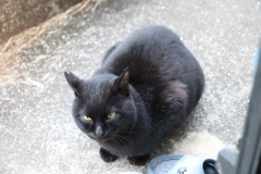 クロネコ遅刻♪