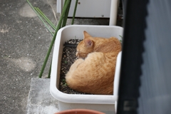期待どおり♪