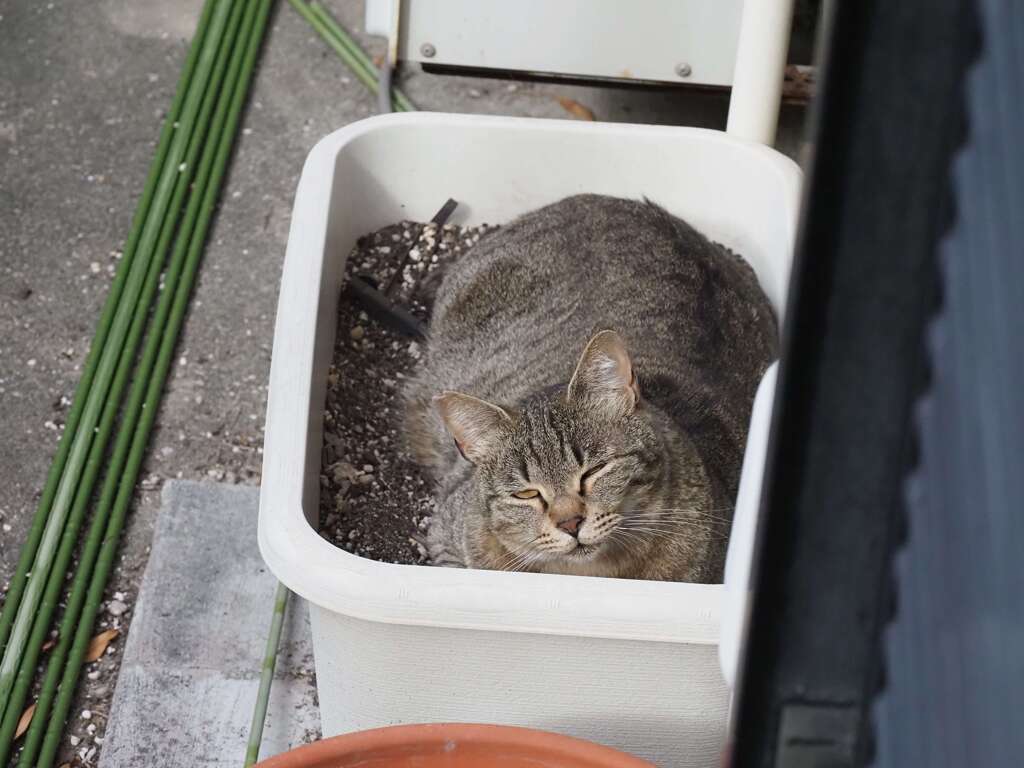 ねこ神様♪