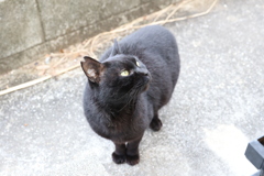 何ですかネコ♪