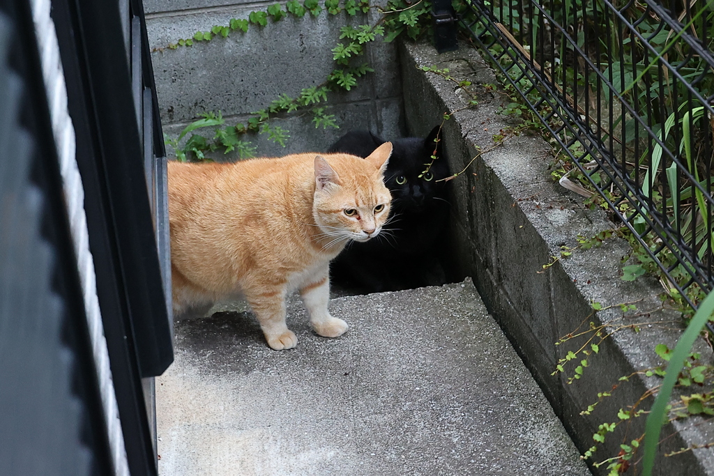 れれれ？（4つの目）