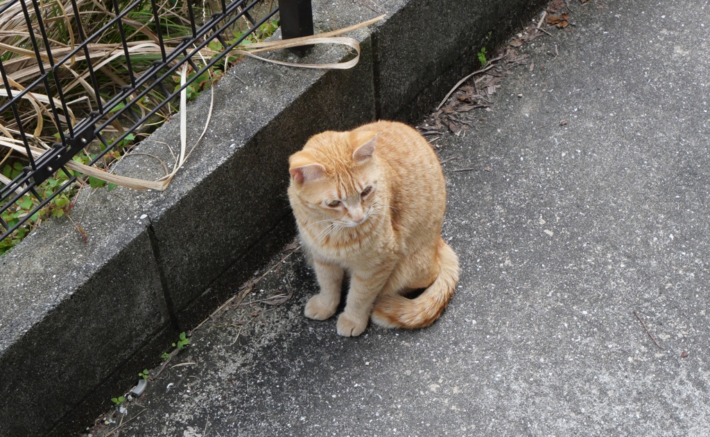 茶トラ定期便　♪