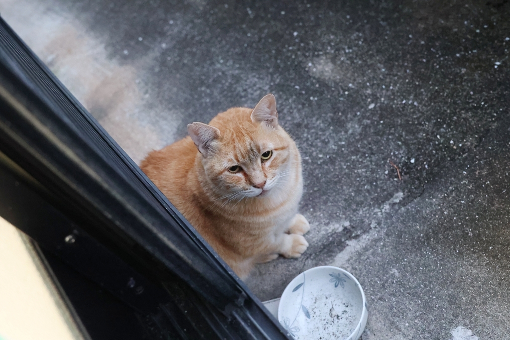雨上がりの朝（大茶トラ）♪