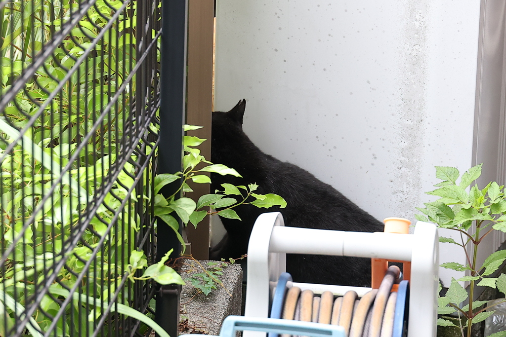 南風（バトルの予感）♪