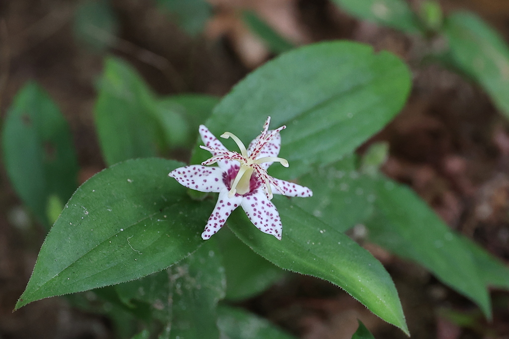 魅惑の花♪