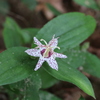 魅惑の花♪