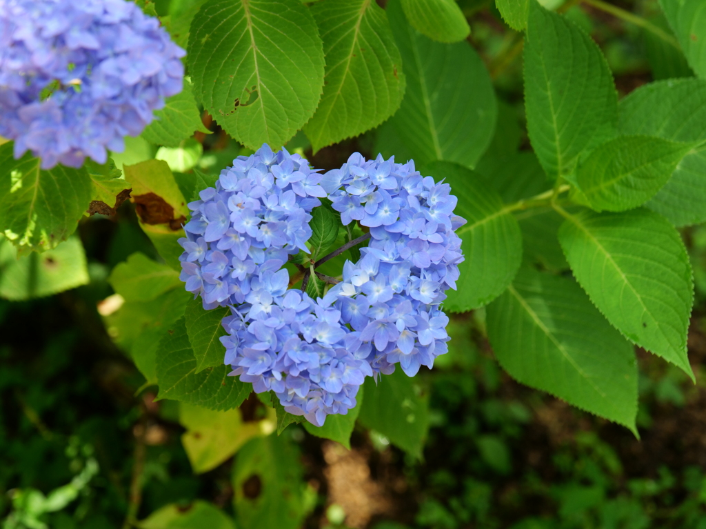 「Lucky　Flower」（ハート形）♪