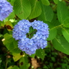 「Lucky　Flower」（ハート形）♪