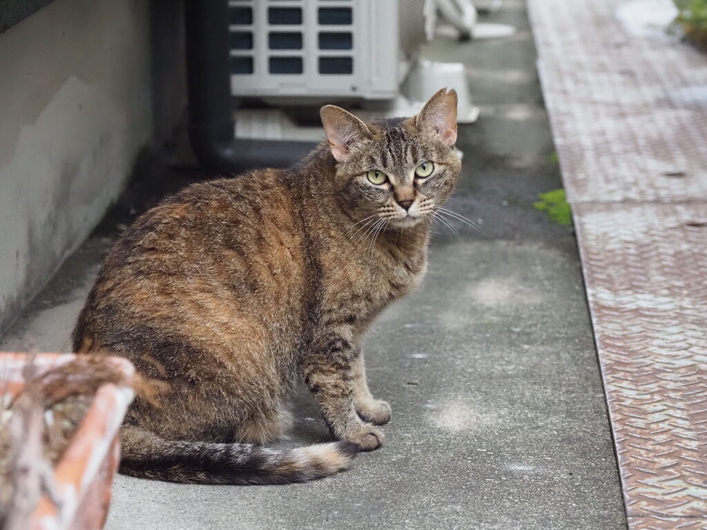 「ゴミ出し」♪