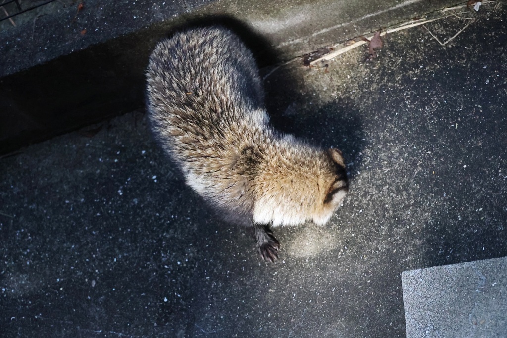 鳥か、ネコか？